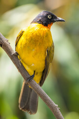 The ruby-throated bulbul (Rubigula dispar), or yellow bulbul, also known as flame throated bulbul is a member of the bulbul