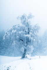 Winterlich verschneiter Laubbaum im Allgäu, in blau und weiß	
