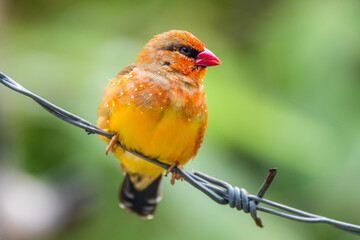 The red avadavat (Amandava amandava), red munia or strawberry finch, is a sparrow-sized bird of the family Estrildidae
