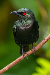 The Asian glossy starling (Aplonis panayensis) is a species of starling in the family Sturnidae