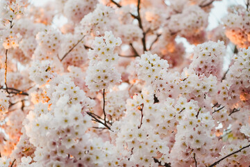 Fototapeta premium DC Cherry Blossoms in the sunset light, at the tidal basin