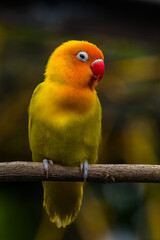Fischer's lovebird (Agapornis fischeri) is a small parrot species of the genus Agapornis.