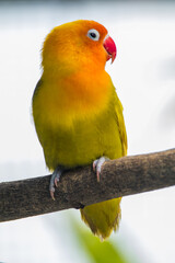 Fischer's lovebird (Agapornis fischeri) is a small parrot species of the genus Agapornis.