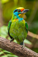 The red-throated barbet (Psilopogon mystacophanos) is a species of bird in the family Megalaimidae