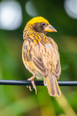 The streaked weaver (Ploceus manyar) is a species of weaver bird found in South Asia and South-east Asia