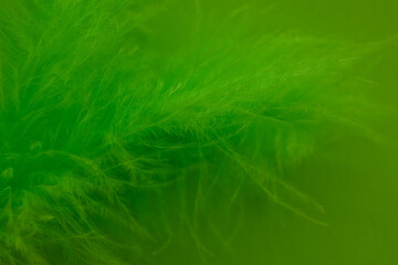 Beautiful green feathers. abstract background with copy space for text. Selective focus, festive...