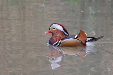 Mandarin Duck (Aix galericulata) dimorphic perching duck on the water.