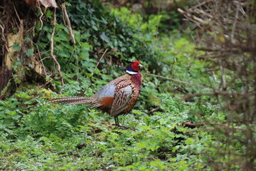 Pheasant (Phasianus colchicus) in the open.