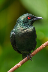 The Asian glossy starling (Aplonis panayensis) is a species of starling in the family Sturnidae