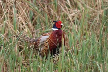 pheasant (Phasianus colchicus) male in the grass