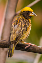 The streaked weaver (Ploceus manyar) is a species of weaver bird found in South Asia and South-east Asia