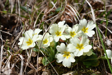 Macro von Primeln in der Sonne