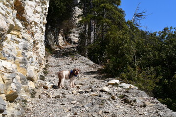 Ein Lagotto Romagnolo Hund wandert bei Tignale oberhalb des Gardasee