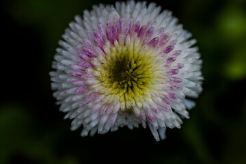 Wunderschöne Blume im Frühlingslicht