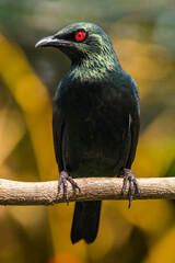 The Asian glossy starling (Aplonis panayensis) is a species of starling in the family Sturnidae