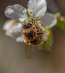 Wunderschöne Blume im Frühlingslicht