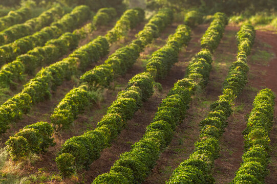 Sunrise over a coffee plantation on the island of Kauai. Beautiful morning light streams over the coffee plants in this prime area for growing the beans.  Kauai produced 10.45 million pounds of beans.
