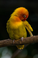 Fischer's lovebird (Agapornis fischeri) is a small parrot species of the genus Agapornis.