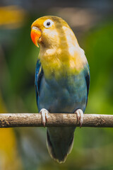 Fischer's lovebird (Agapornis fischeri) is a small parrot species of the genus Agapornis.