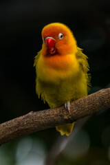 Fischer's lovebird (Agapornis fischeri) is a small parrot species of the genus Agapornis.