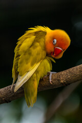 Fischer's lovebird (Agapornis fischeri) is a small parrot species of the genus Agapornis.