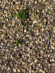 Gravel and small plants on the ground