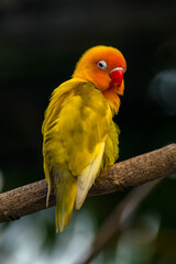 Fischer's lovebird (Agapornis fischeri) is a small parrot species of the genus Agapornis.