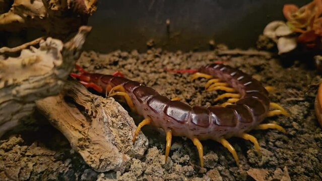 Close up of Centipede moving along the ground