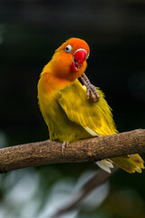 Fischer's lovebird (Agapornis fischeri) is a small parrot species of the genus Agapornis.