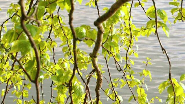 Birch leaves at lakeside after summer rain