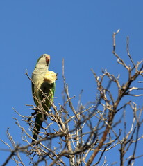 Parrots sits on the tree and eats piece of bread