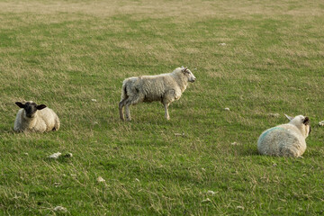 Fototapeta premium Sheep in a field, rural Wales