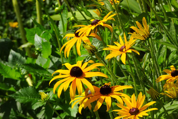 gelbe Blumen im Sommer