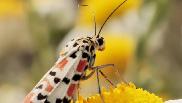 Macro de mariposa nocturna Utetheisa pulchella, sobre margarita se va volando, primavera, palomica arlequin