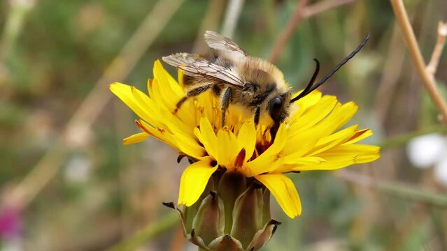 abeja solitaria de largas antenas sobre flor amarilla, se limpia antenas