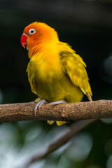 Fischer's lovebird (Agapornis fischeri) is a small parrot species of the genus Agapornis.