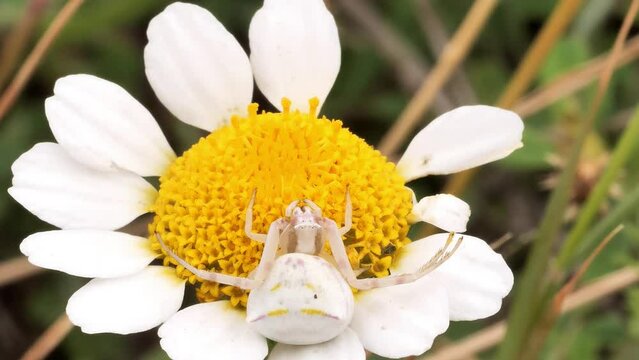 Macro Araña cangrejo de las flores, Misumena vatia , en margarita, acechando, esperando, primavera