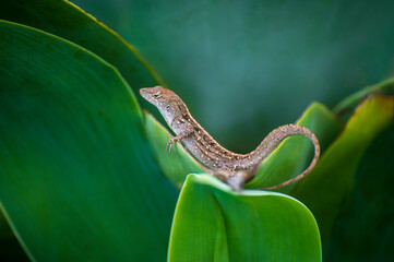 Brown Anole Lizard, Kauai, Hawaii. Brown Anole is one of the most commonly found lizards in...