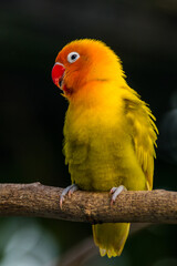 Fischer's lovebird (Agapornis fischeri) is a small parrot species of the genus Agapornis.