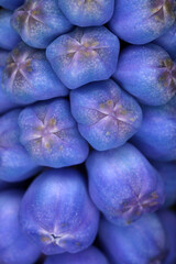 Detail of flowers - Grape Hyacinth - Muscari armeniacum