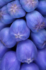 Detail of flowers - Grape Hyacinth - Muscari armeniacum