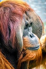 Relaxed Orangutan with Closed Eyes in Natural Habitat
