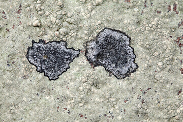 Grey circular lichen on a rock - shore - Aberdeenshire - Scotland - UK