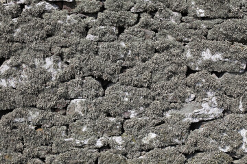 Lichen ramalina covering a stone wall - Aberdeenshire - Scotland - UK