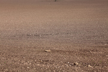 Agricultural soil - ploughed field - Aberdeenshire - Scotland - UK