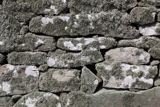 Lichen ramalina covering a stone wall - Aberdeenshire - Scotland - UK