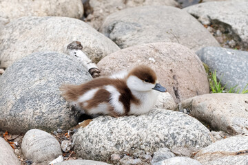 Duckling of shellac (Tadorna ferruginea) or red duck Ogar seat among stones. - obrazy, fototapety, plakaty