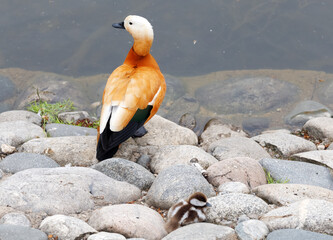 Back view on red duck Ogar standing on the stony coast of a pond in the park and small duckling sleep among stones.