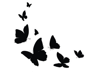 black butterfly had drawn dsign