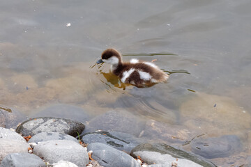 Duckling shellac (Tadorna ferruginea) or red duck Ogar swimm on pond in the park. - obrazy, fototapety, plakaty